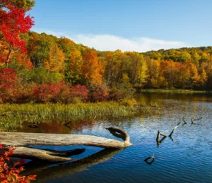 1999 Forest Ecosystems: Habitats of Black Rock Forest