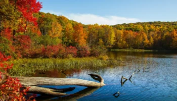 1999 Forest Ecosystems: Habitats of Black Rock Forest