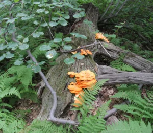 Decomposing Log Survey