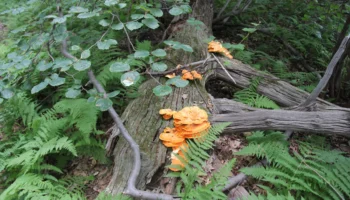 Decomposing Log Survey