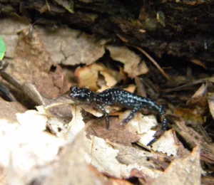 Salamander Study