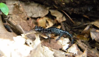 Salamander Study