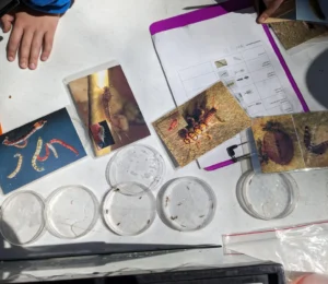 Freshwater Macroinvertebrates
