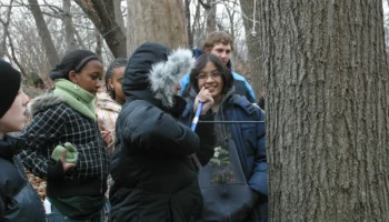 Tree Aging