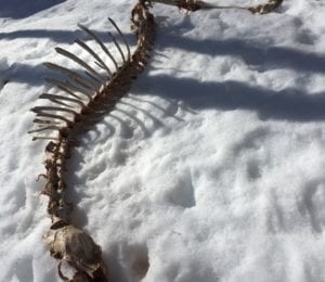 Mother nature can be unforgiving at times, and this winter is no exception