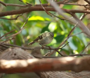 Bird Identification Walk