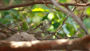 Bird Identification Walk