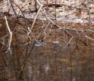 Vernal Pools