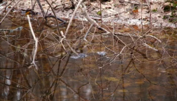 Vernal Pools