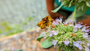 Pollinator Survey 