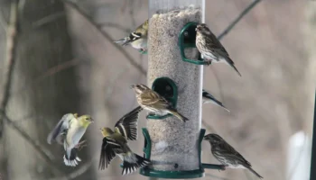 Project FeederWatch 