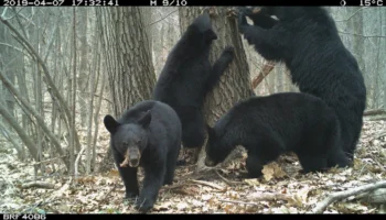 Wildlife Camera Trapping